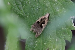 Dichomeris bilobella