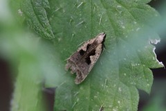 Dichomeris bilobella