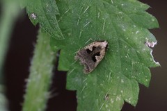 Dichomeris bilobella