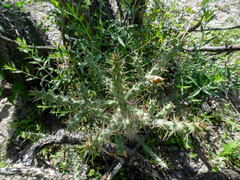 Cylindropuntia waltoniorum
