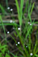 Eriocaulon buergerianum