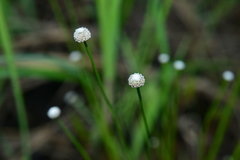 Eriocaulon buergerianum