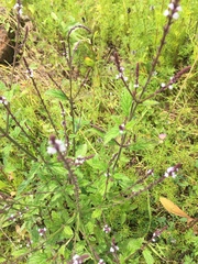 Verbena carolina