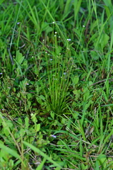 Eriocaulon buergerianum