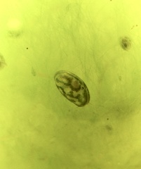 Chlamydotheca arcuata