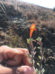 Clinopodium breviflorum