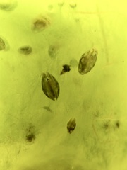 Chlamydotheca arcuata