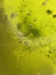 Chlamydotheca arcuata