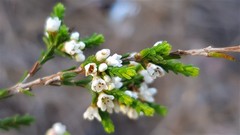 Micromyrtus ciliata