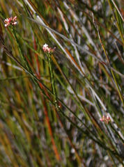 Euchaetis elata