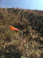 Clinopodium breviflorum
