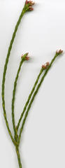 Euchaetis elata