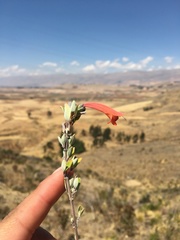 Clinopodium breviflorum