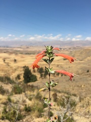 Clinopodium breviflorum