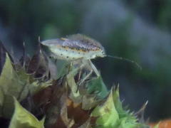 Agonoscelis versicoloratus