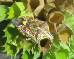 Agonoscelis versicoloratus