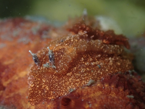 citrine nudibranch
