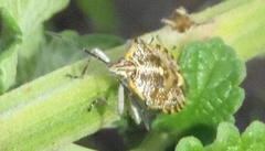 Agonoscelis versicoloratus