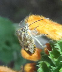 Agonoscelis versicoloratus