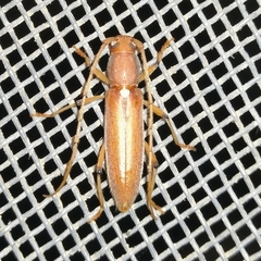 Achryson immaculipenne