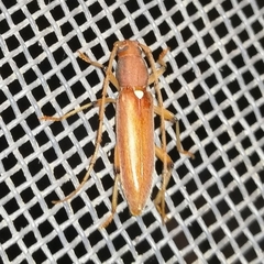 Achryson immaculipenne