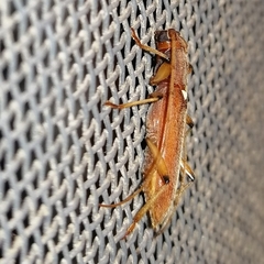 Achryson immaculipenne