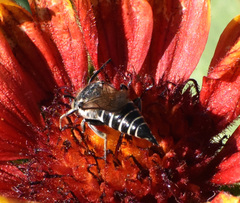 Coelioxys rufitarsis