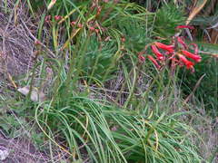 Phycella cyrtanthoides