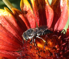 Coelioxys rufitarsis