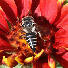 Coelioxys rufitarsis