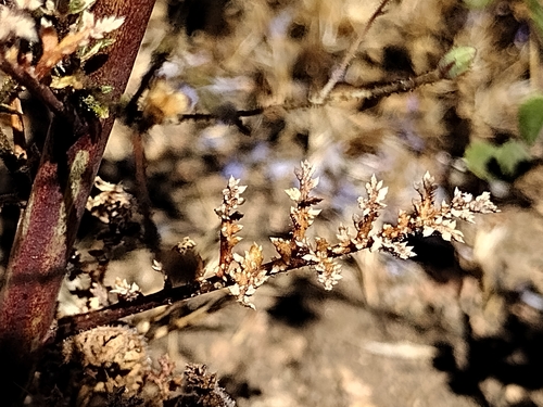 Image of Saltugilia splendens by (c) Daniel S., some rights reserved (CC BY)