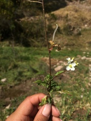 Brassicaceae
