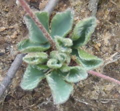 Oxalis imbricata violacea