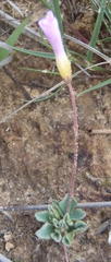 Oxalis imbricata violacea