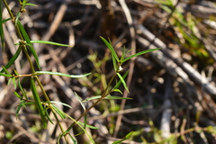 Scleromitrion brachypodum