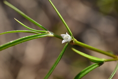 Scleromitrion brachypodum