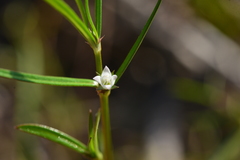 Scleromitrion brachypodum
