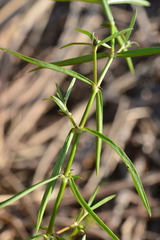 Scleromitrion brachypodum