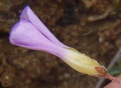Oxalis imbricata violacea