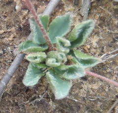Oxalis imbricata violacea