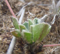 Oxalis imbricata violacea