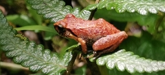 Eleutherodactylus abbotti