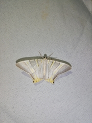 Phrygionis platinata