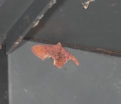 Homodes bracteigutta