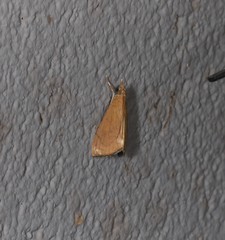 Hyalobathra brevialis