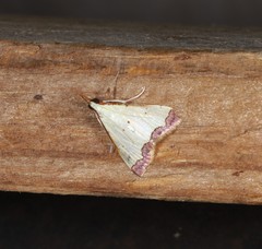 Autocharis hedyphaes