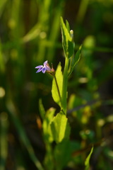 Lobelia alsinoides