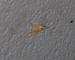 Autocharis mimetica