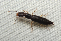 Homaeotarsus
