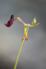 Drakaea livida